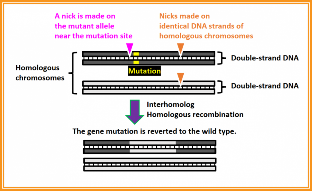 CRISPR genome editing